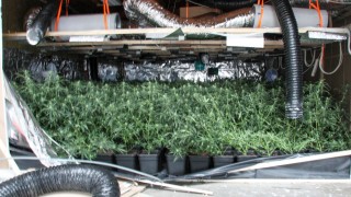 Politie rolt hennepkwekerij op in Nijverdal, 850 planten aangetroffen