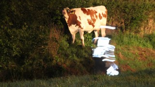 A1 bij Holten lange tijd dicht wegens loslopende koe