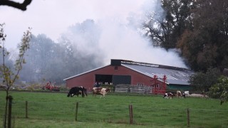 Grote brand bij stal in Delden, deel kalveren gered