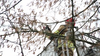 Hulpdiensten halen vastzittende ekster uit de boom in Wierden