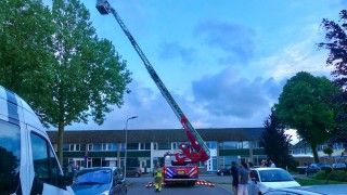 Brandweer haalt papegaai uit de boom in Enschede