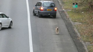 Loslopende hond zorgt voor gevaarlijke situaties op A35 bij Enschede, verkeer stilgezet