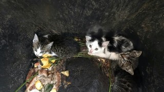 Kittens gedumpt in Denekamp