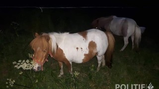 Loslopende pony's in Saasveld, politie zoekt eigenaar