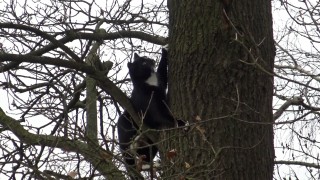 Hulpdiensten rukken uit voor kat in de boom Borne