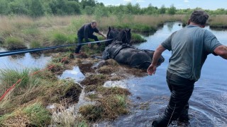 Hulpdiensten redden paarden uit moeras in Buurse
