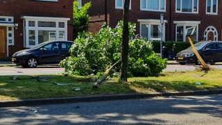 Automobiliste rijdt boom omver op singel in Enschede, weg dicht